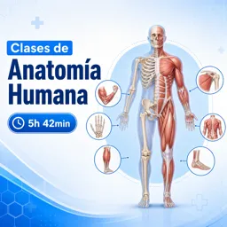Imagen del curso gratis Clases de Anatomía Humana